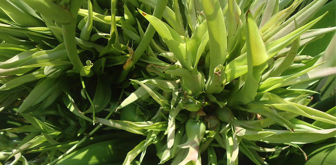 Inulin — Appetite Control