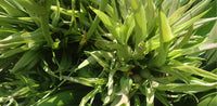 Inulin