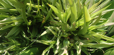 Inulin